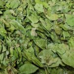 NEW Fresh Rich Green Dried & Broken Sidr Leaves from Yemen